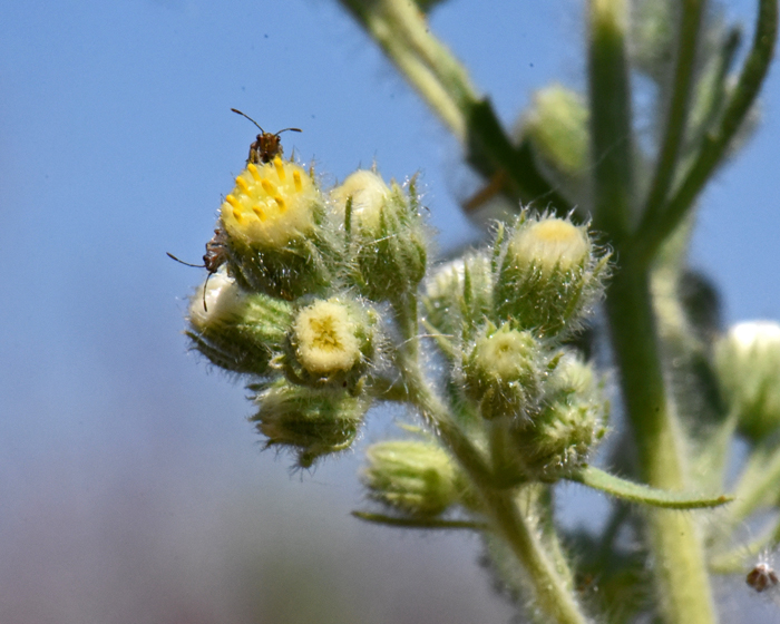 Coulter's Horseweed has very small white flowers with yellow centers. This species, with its sap releasing glands appears to attract Aphid insects. Aphids are sap sucking insects. Laennecia coulteri 